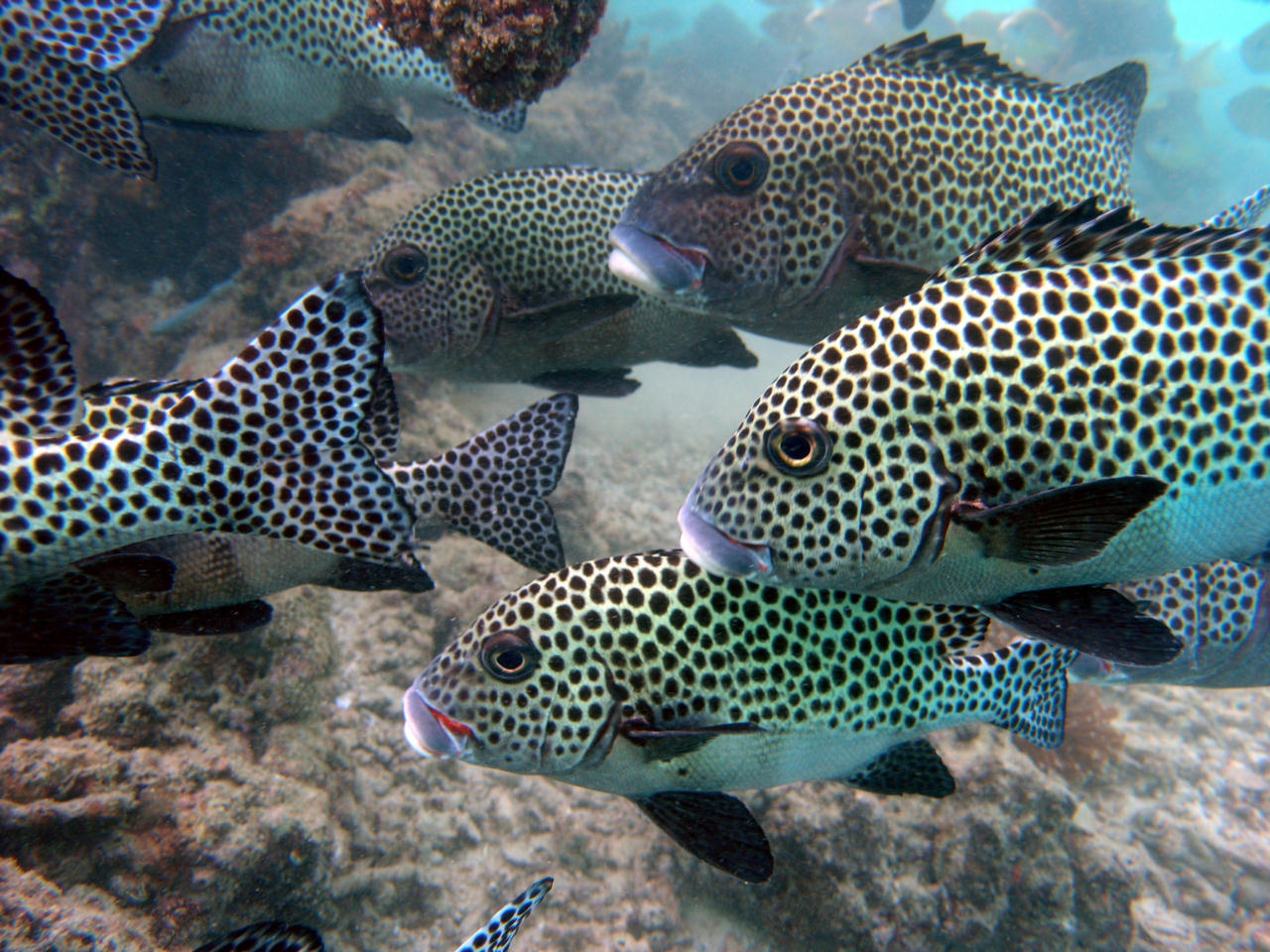 Plectorhinchus chaetodonoides (Gaterino arlecchino)